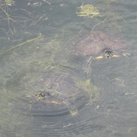 popping up to say hi