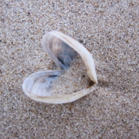 zebra mussel