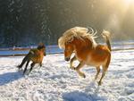 winter horses