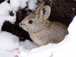 A cute bunny in the snow.