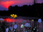 Sunset Flowers