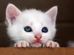 cute kitten