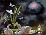 SWANS AND BUTTERFLIES
