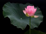 Water Lily