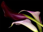 Beautiful calla