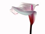 Delicate white calla