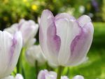 White purple tulips
