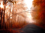 AUTUMN ROAD