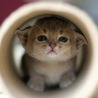 HIDE AND SEEK, CAN YOU SEE ME