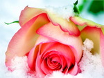 Snow rose