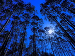 Forest at night
