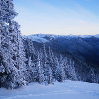 Alpine Timberâ˜ºâ˜ºâ™‚â˜º