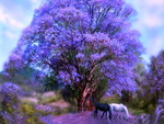 Jacaranda tree.