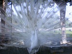 white peacock
