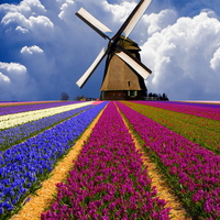 Windmill on the floral field