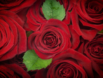 Red roses