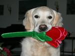 I Love My Rose