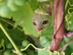 Kitty Peering