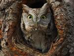 Hootie Owl
