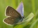 Butterfly on Leaf