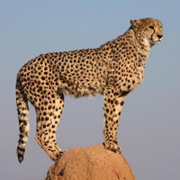 Cheetah Lookout