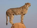Cheetah Lookout