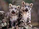 snow leopard cubs