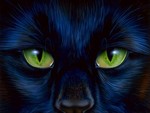 cat eyes