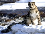 snow leopard ,2