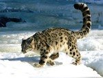 snow leopard,3