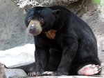 sun bear