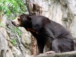 sun bear ,pic3