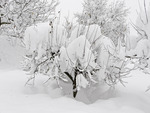 Trees dressed in snow