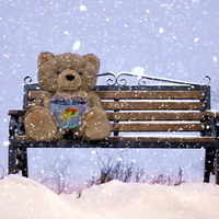 Bear Winter