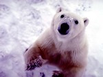 cute polar bear