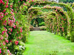rose garden