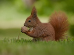 Cute squirrel