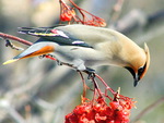 Cedar waxwing