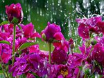 Rain drops and purple flowers