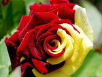 Red yellow rose
