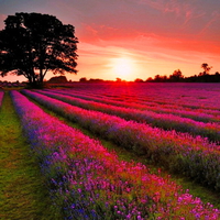 I wish you peaceful days