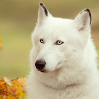 White husky