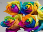 Rainbow-Roses for my dear friend Jane ( yingakirah )
