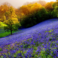Floral mountain slope