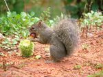 funny squirrel