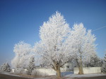 Frosty trees with a blue sky