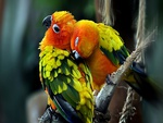 *Love Birds*