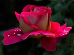 Pink Rose