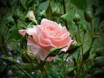 Peechy Pink Rose