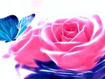 Pink Rose and Butterfly